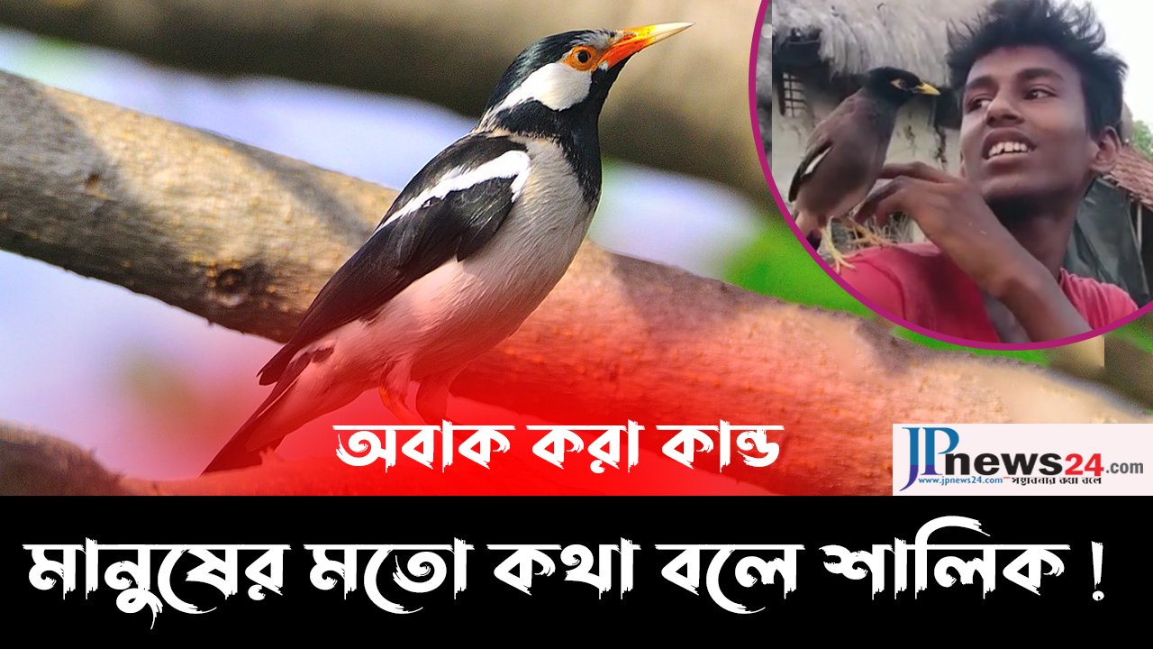 মানুষের মতো কথা বলতে পারে  এই শালিক